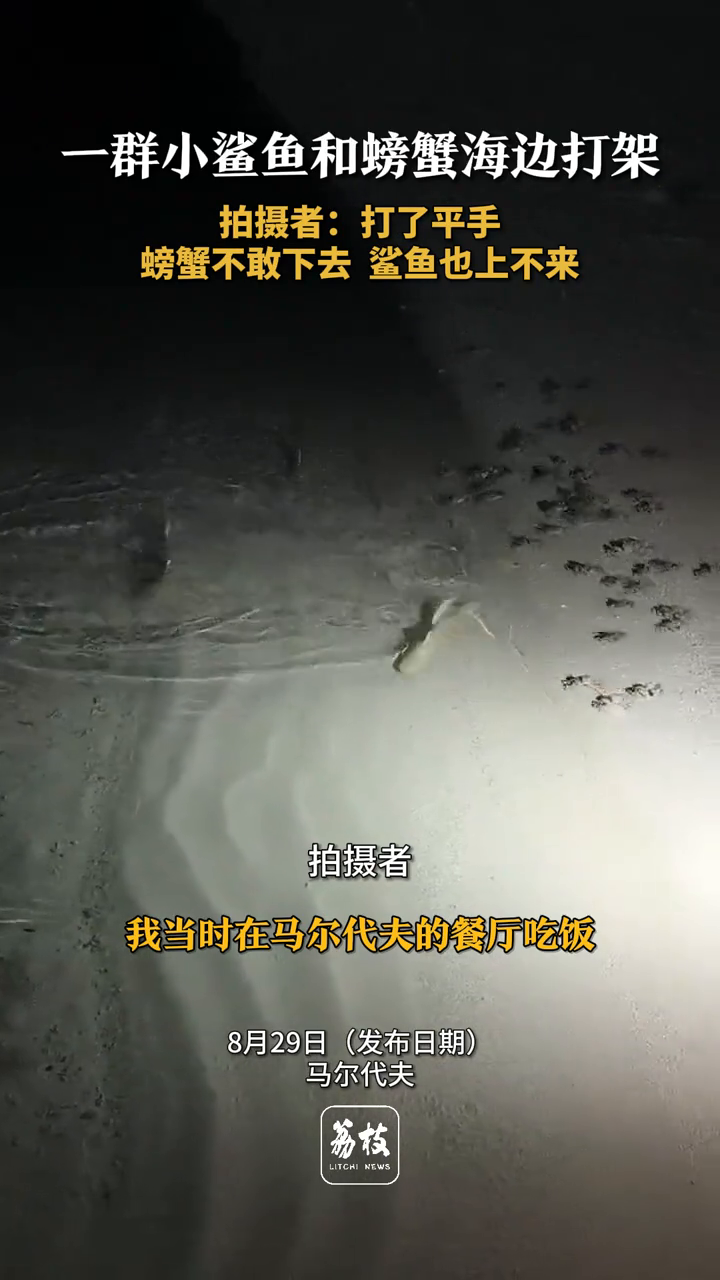 一群小鲨鱼和螃蟹海边打架