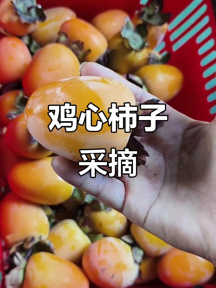 鸡心柿熟了,采摘园里的独特美味