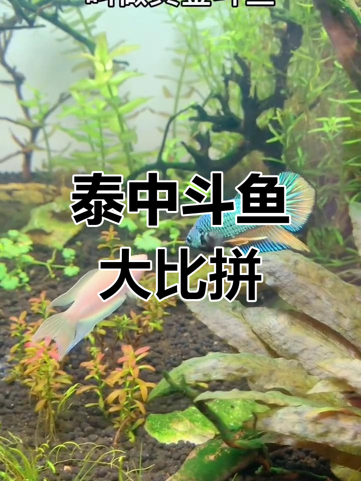 中国斗鱼与泰国斗鱼的对比分析:品种、生活习性及适应力