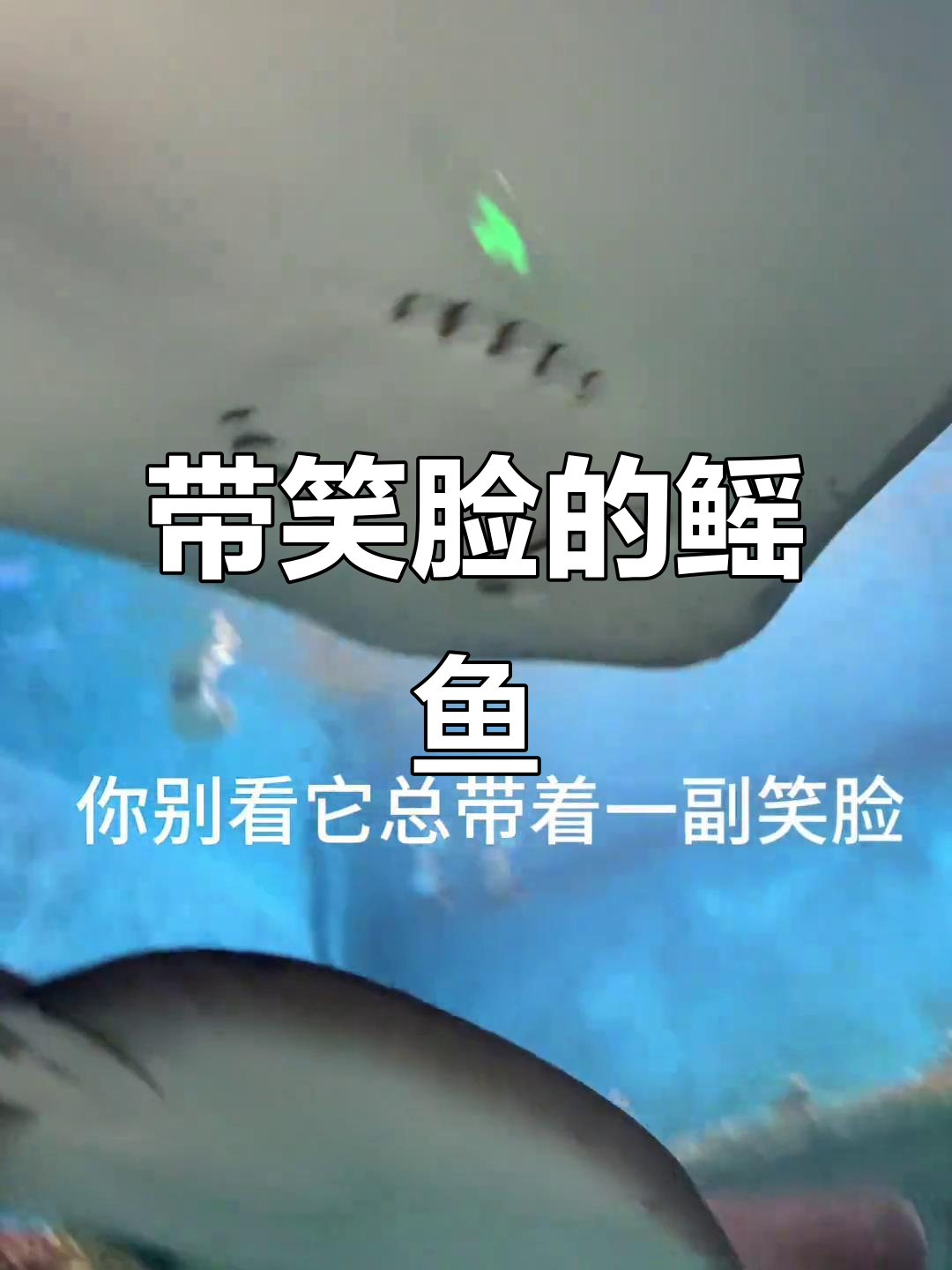 看似悠闲的鳐鱼,眼睛长在背上从不正眼看人