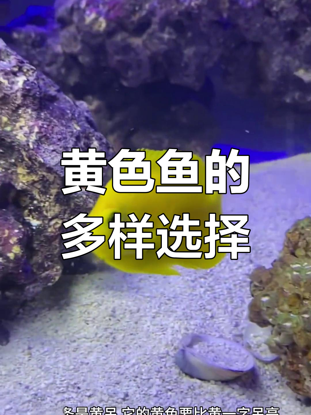 黄色鱼种类繁多,选择丰富!