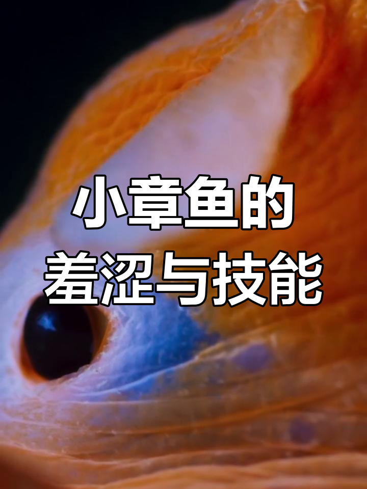 可爱害羞小章鱼,会捂脸躲藏还能烙饼