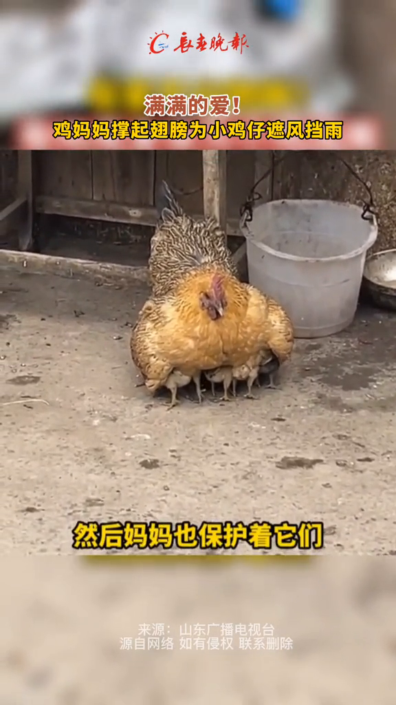 满满的爱!鸡妈妈撑起翅膀为小鸡仔遮风挡雨