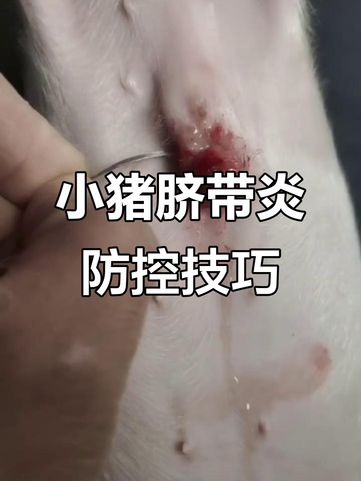 小猪脐带发炎怎么办?简单结扎法教你快速止血