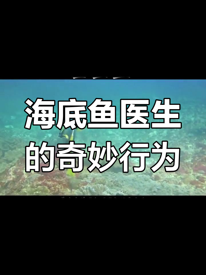 海洋中的“鱼医生”:为鱼类治病的小能手