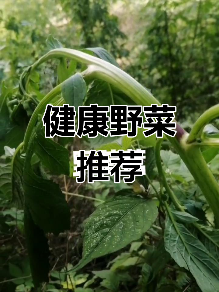 革命菜:野茼蒿的健康功效
