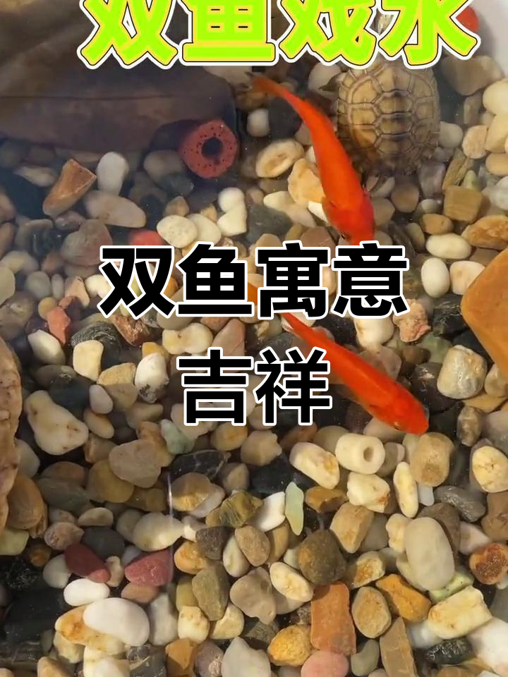 双鱼戏水,招财进宝