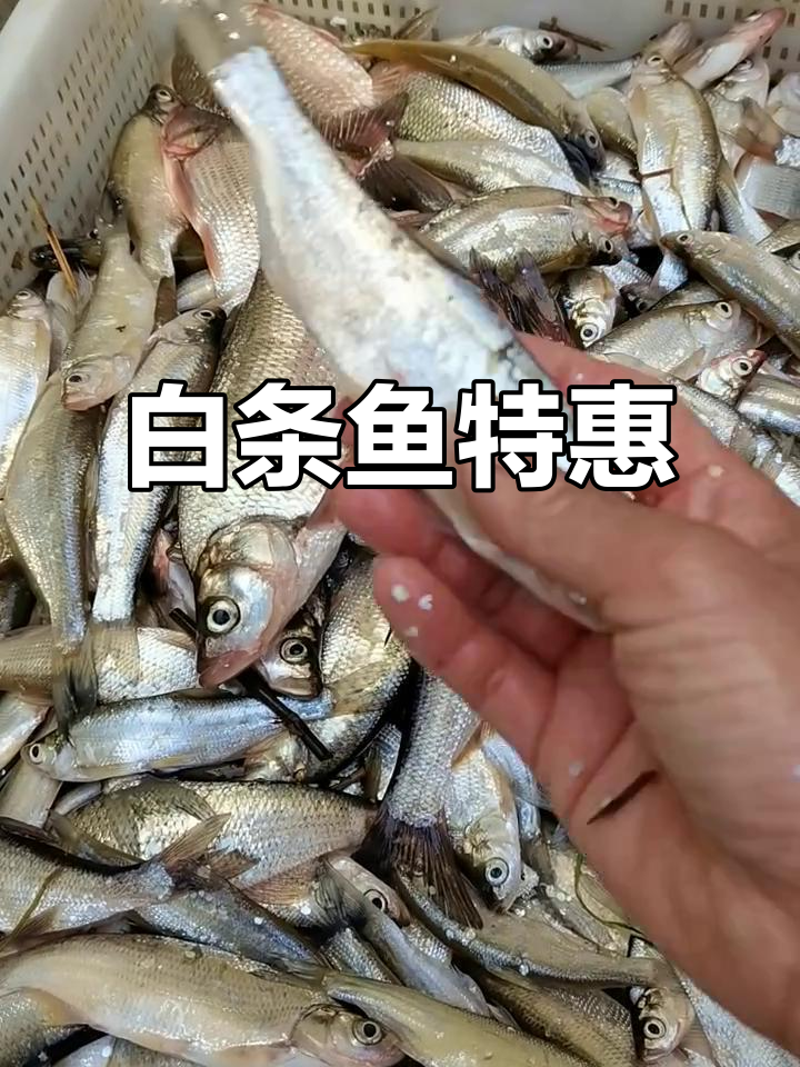 微山湖野生白条鱼,三斤送一斤,顺丰包邮,赶紧下单!