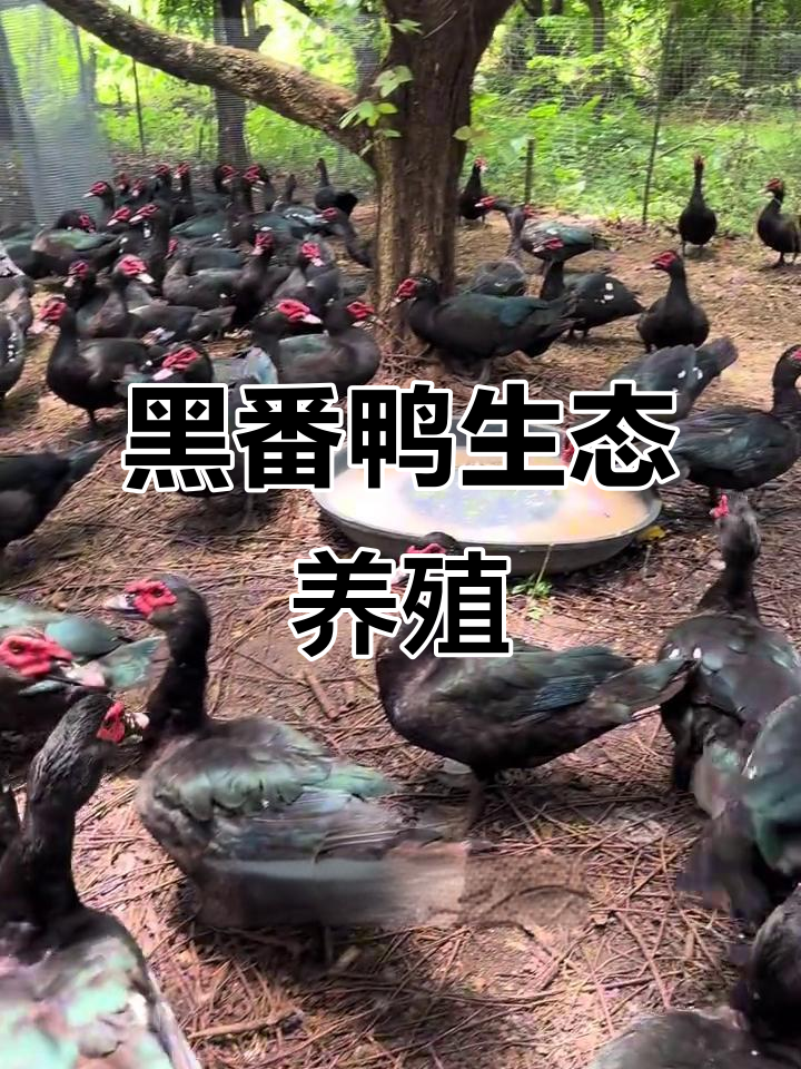 广西黑番鸭生态养殖,肉质鲜美强烈推荐