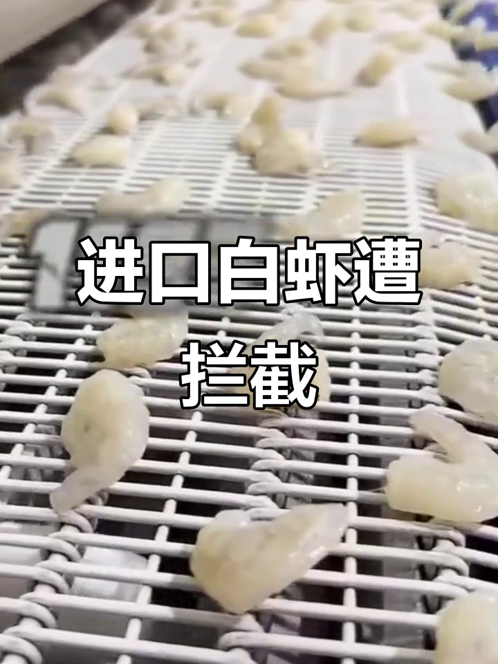 8月厄瓜多尔白虾大批量被中国海关查扣,原因竟是这些
