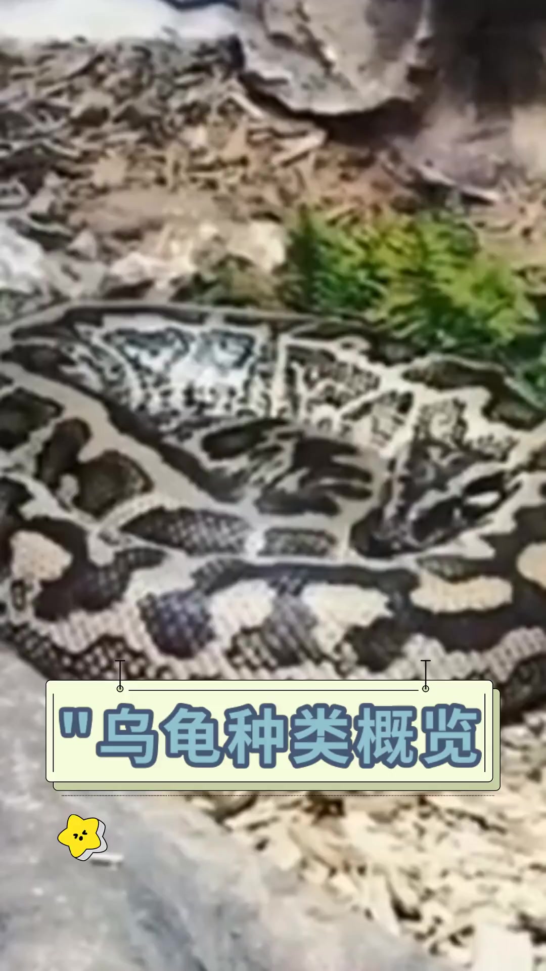 “”乌龟种类概览