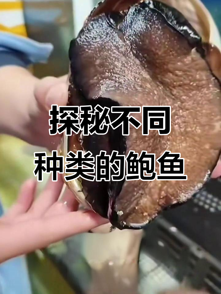 带你了解各种鲍鱼品种,黑金、黄金、翡翠蓝一网打尽