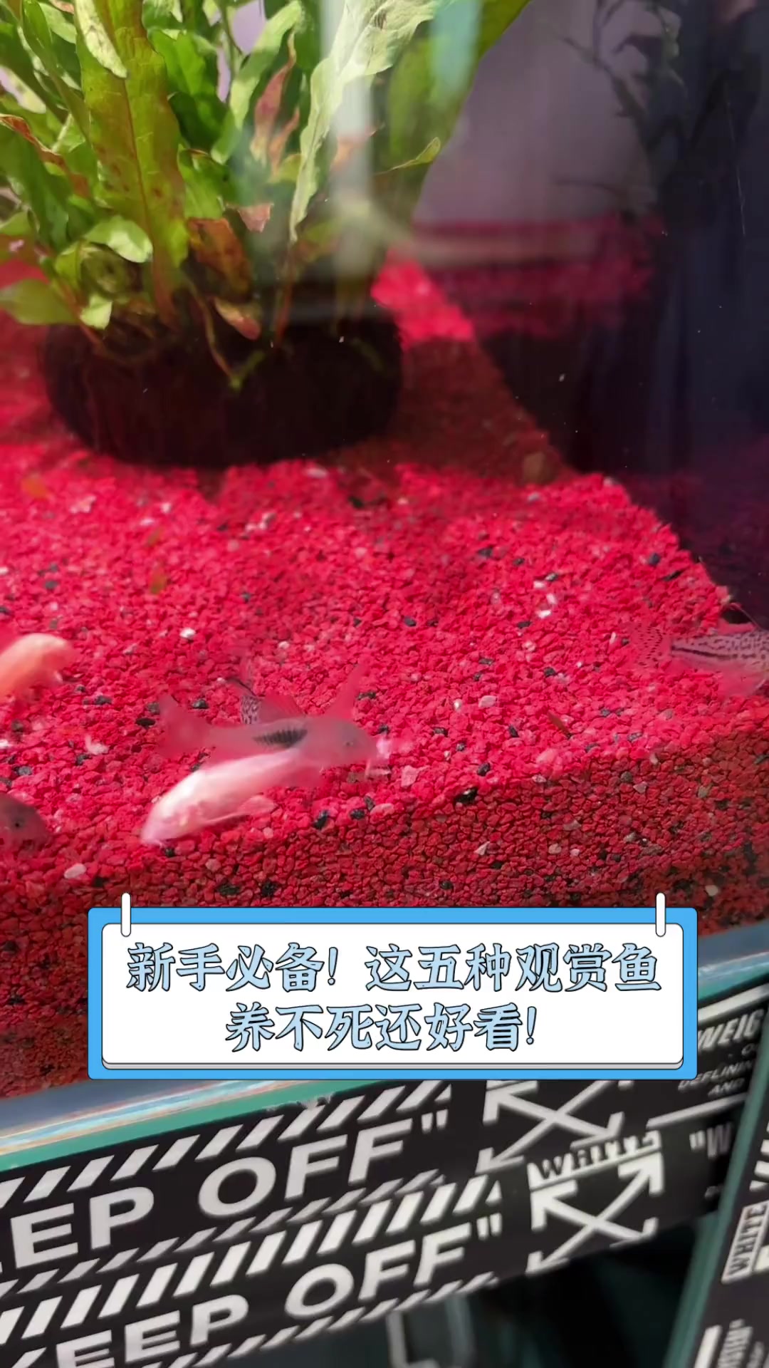 新手必备!这五种观赏鱼,养不死还好看!