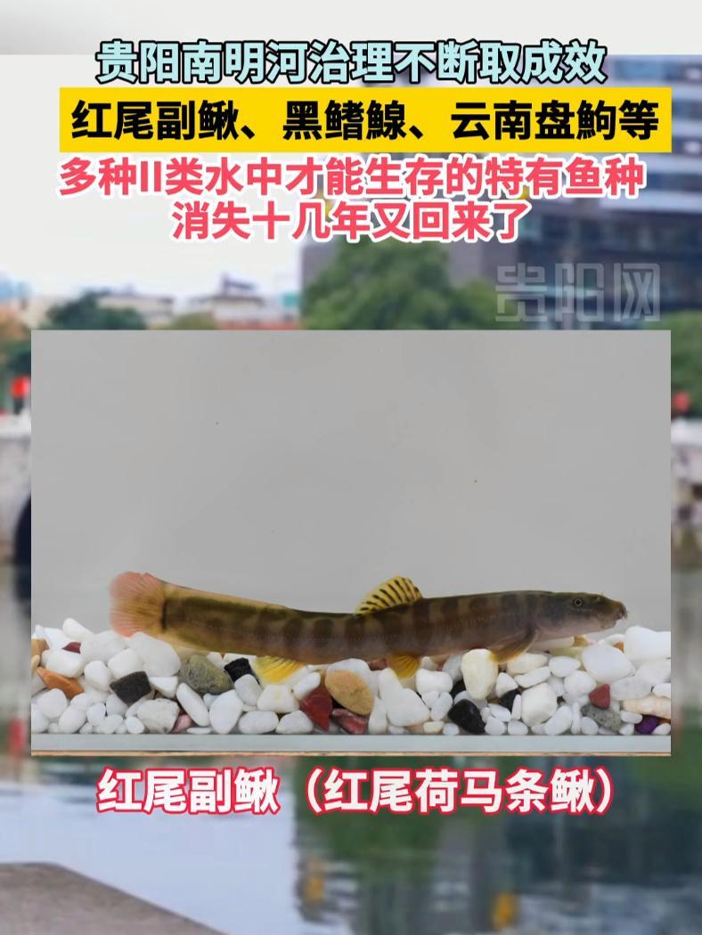 贵阳南明河治理不断取成效!红尾副鳅、黑鳍鲸、云南盘鼩等多种II类水中才能生存的特有鱼种消失