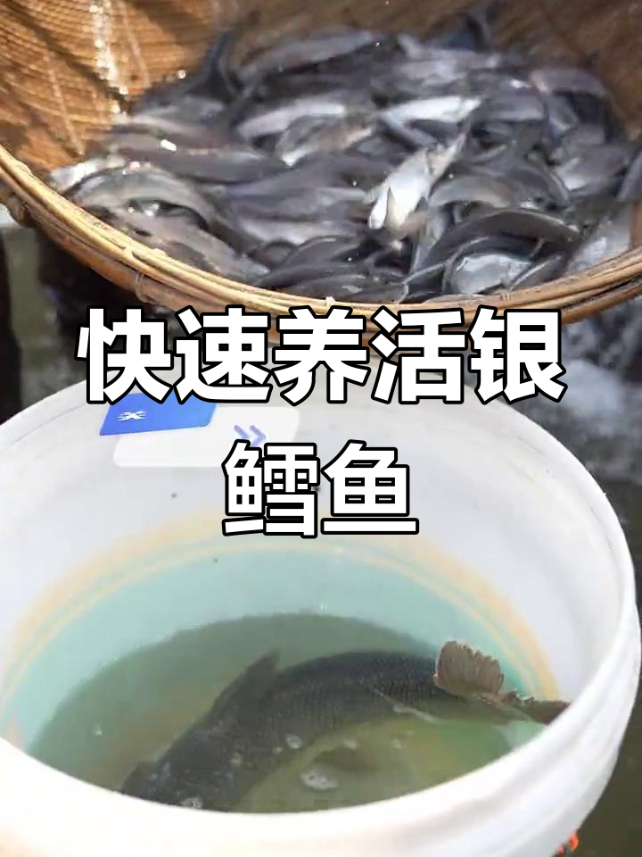 银鳕鱼养殖技术:耐低氧、生长快