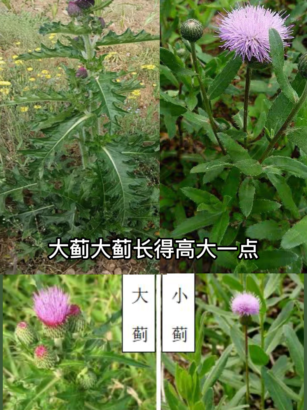 大蓟,小蓟有何区别?