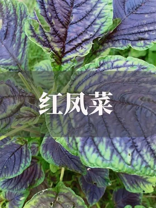 红凤菜,你见过没
