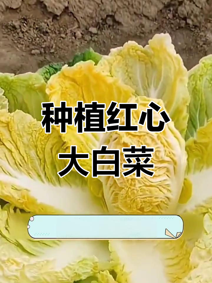 红心水果白菜,价值翻倍的秋种新选择