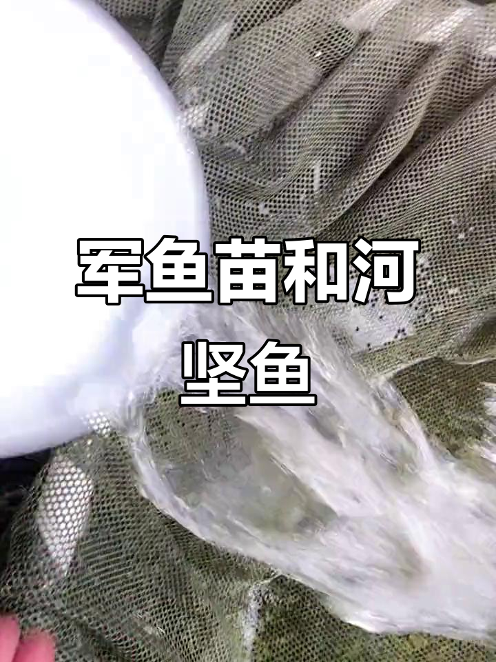 军鱼苗与河坚鱼苗的秘密，了解养殖技巧