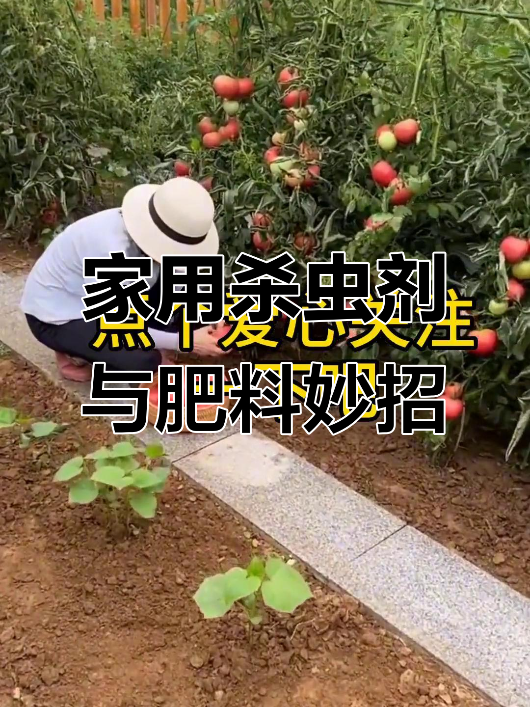 家庭种菜小技巧:烟头、啤酒、鸡蛋壳等废物利用,增产又防虫