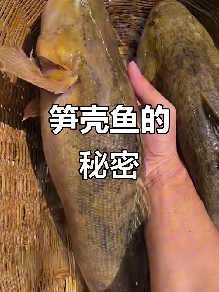 笋壳鱼比鳜鱼还贵，口感却有争议