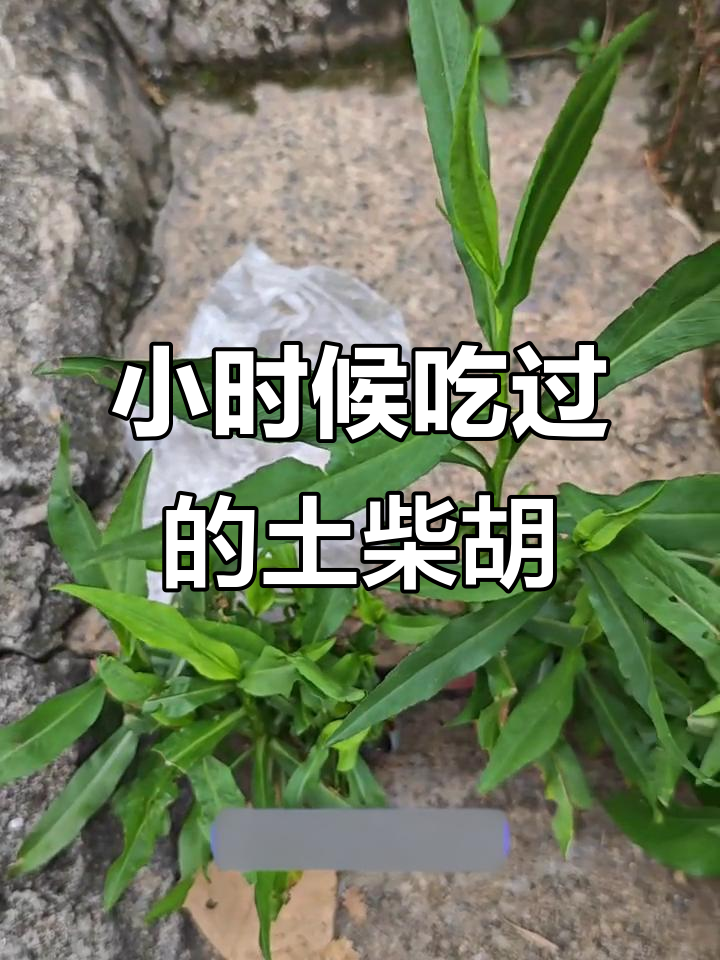 土柴胡：小时候的野菜，清热解毒又美味