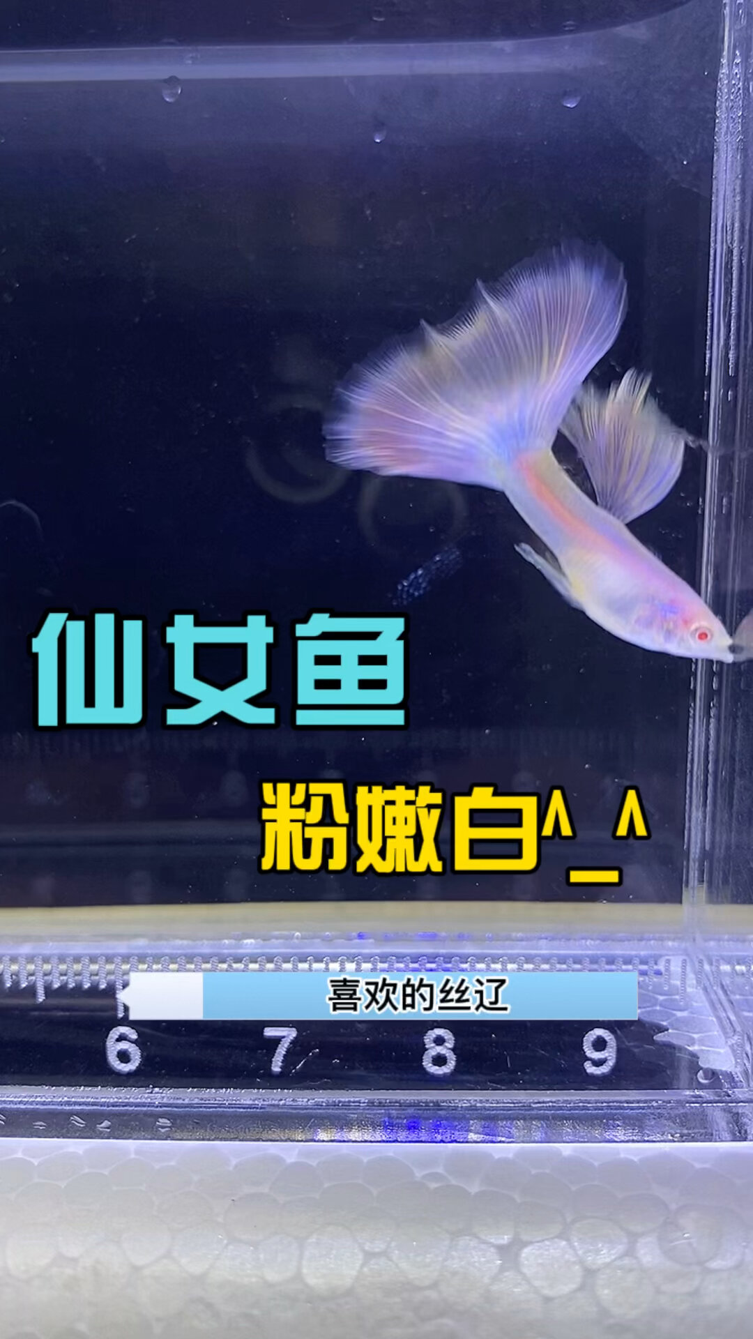 仙女鱼,粉粉嫩嫩的多可爱