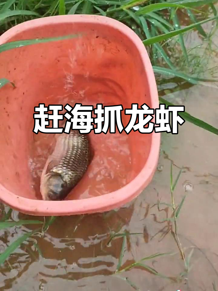 抓鱼、捕虾,意外发现大甲鱼!乡村生活的趣味与惊喜
