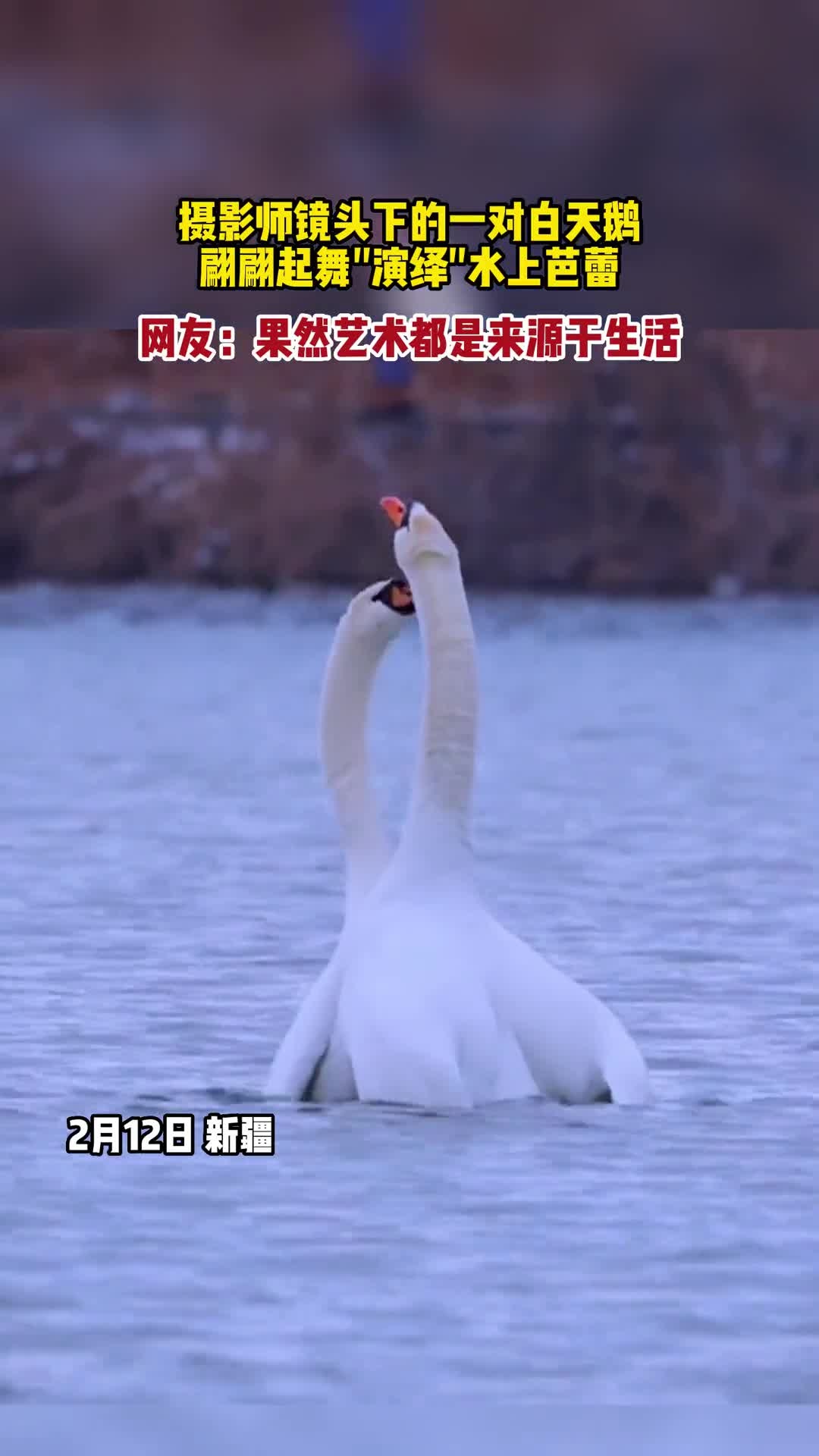 摄影师镜头下的一对白天鹅,翩翩起舞“演绎”水上芭蕾,优雅比心