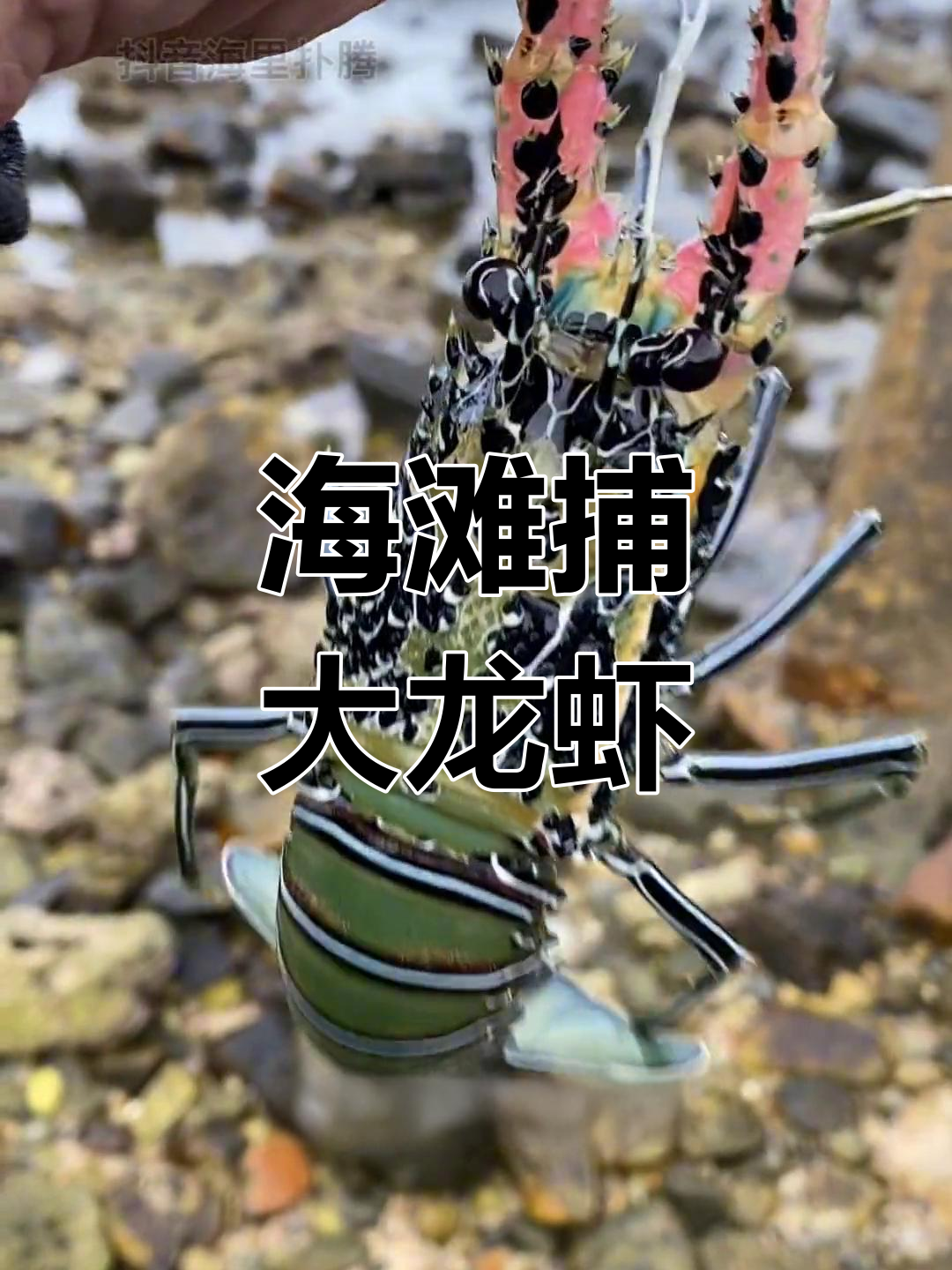 海滩抓龙虾,蓝龙虾拼死反抗!