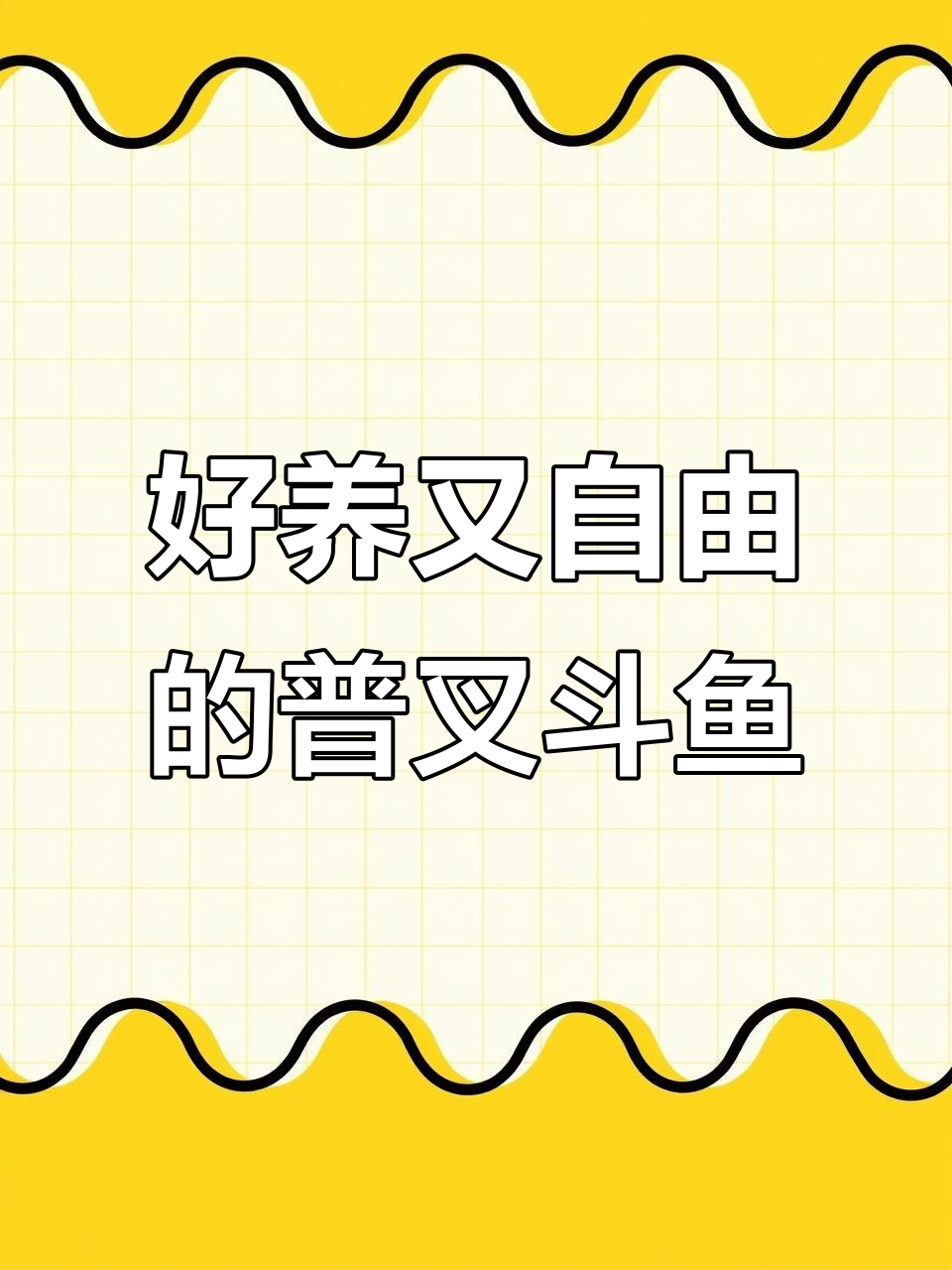 皮实好养的普叉国斗鱼,自由游动的水中精灵