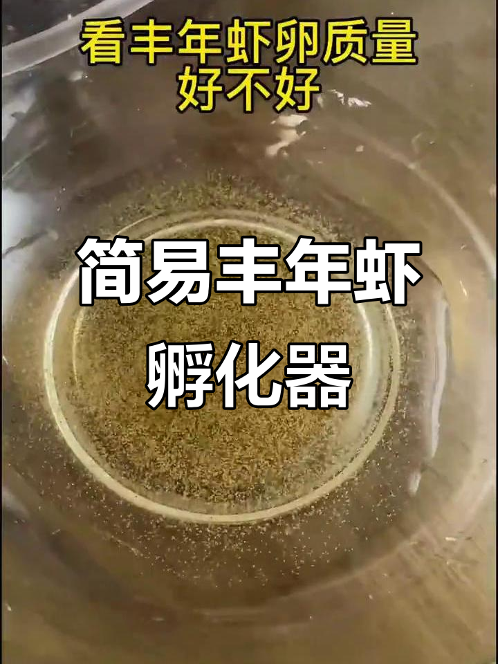 自制丰年虾孵化器,简单又高效,鱼苗吃得快长大