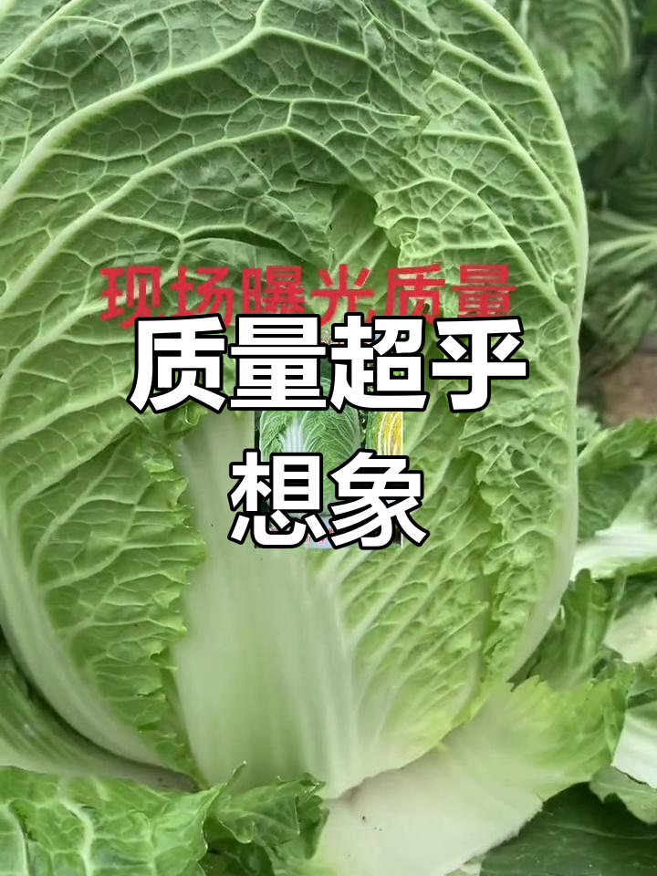 沈阳耕田种业黄芯大白菜,质量天花板曝光