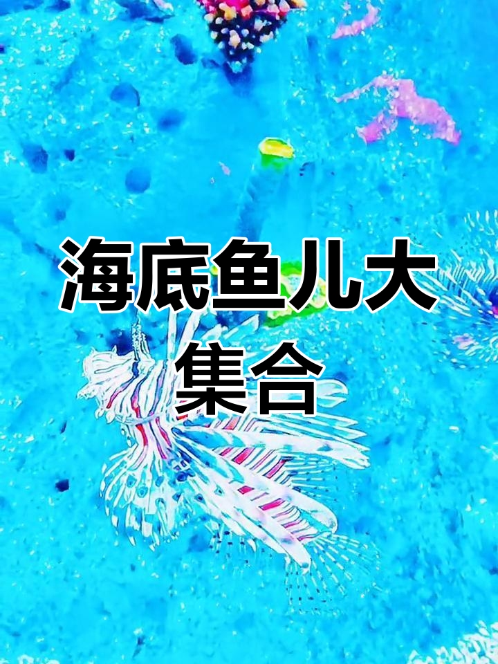 鱼儿的海底世界,各种海洋生物大赏