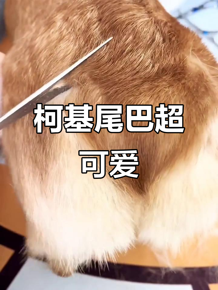 柯基尾巴造型大揭秘,萌态十足!