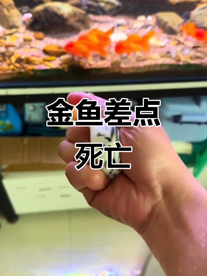 金鱼跳缸险死,竟然被这几条小红金鱼欺负!