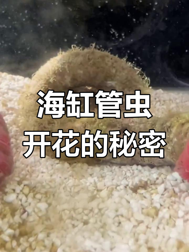 海缸里的“屎粑粑”竟然开花,真是太神奇了!