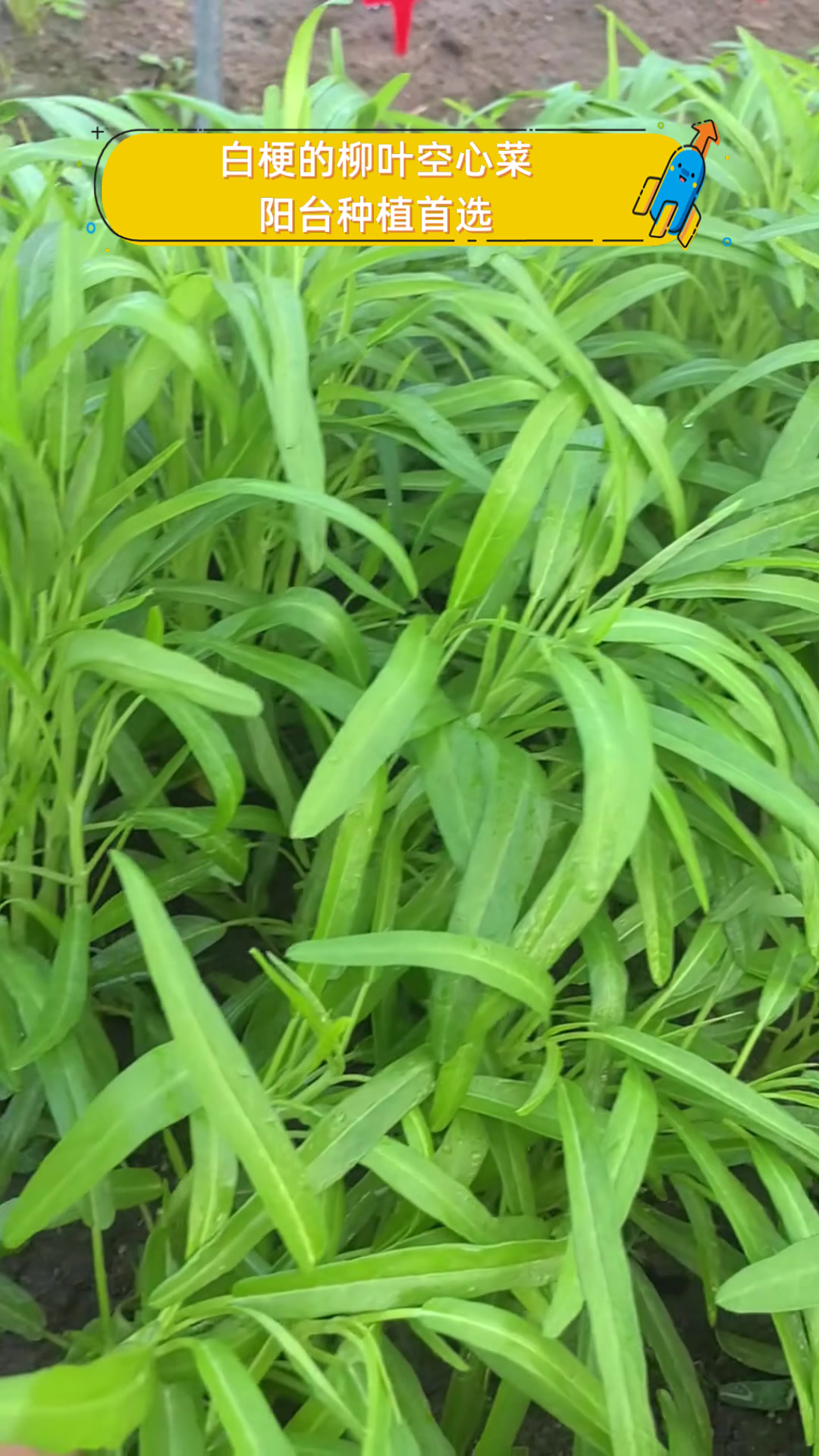 白梗的柳叶空心菜,阳台种植首选