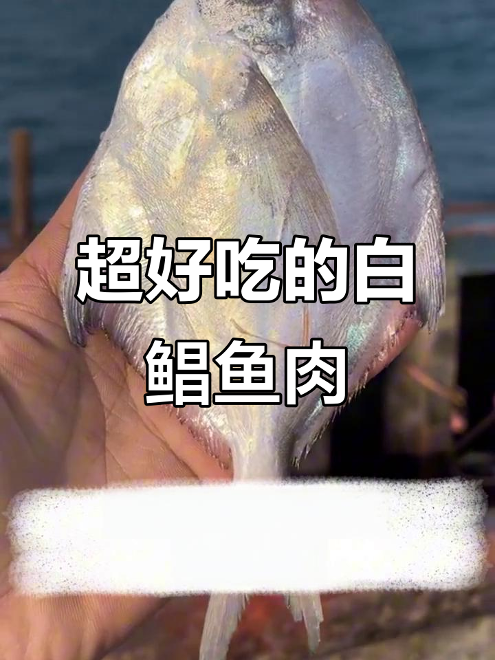 银鲳鱼鲜嫩无比,清蒸最美味