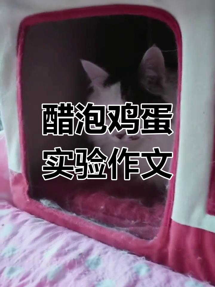 醋泡鸡蛋实验作文:从准备到观察,轻松掌握记叙文写作技巧