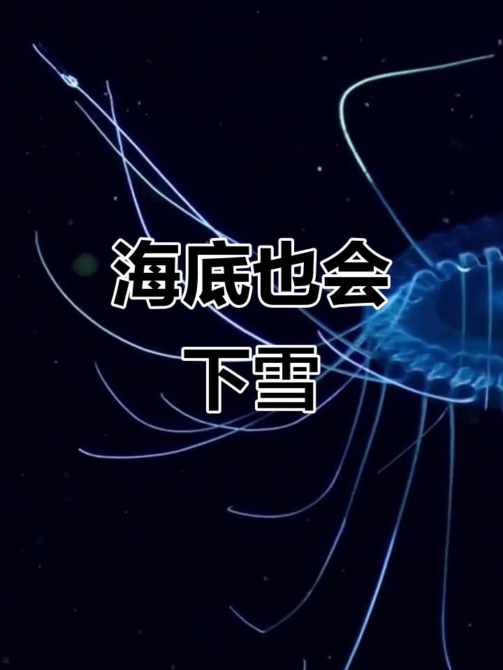 深海中的“雪花”现象,揭秘海洋雪的奥秘