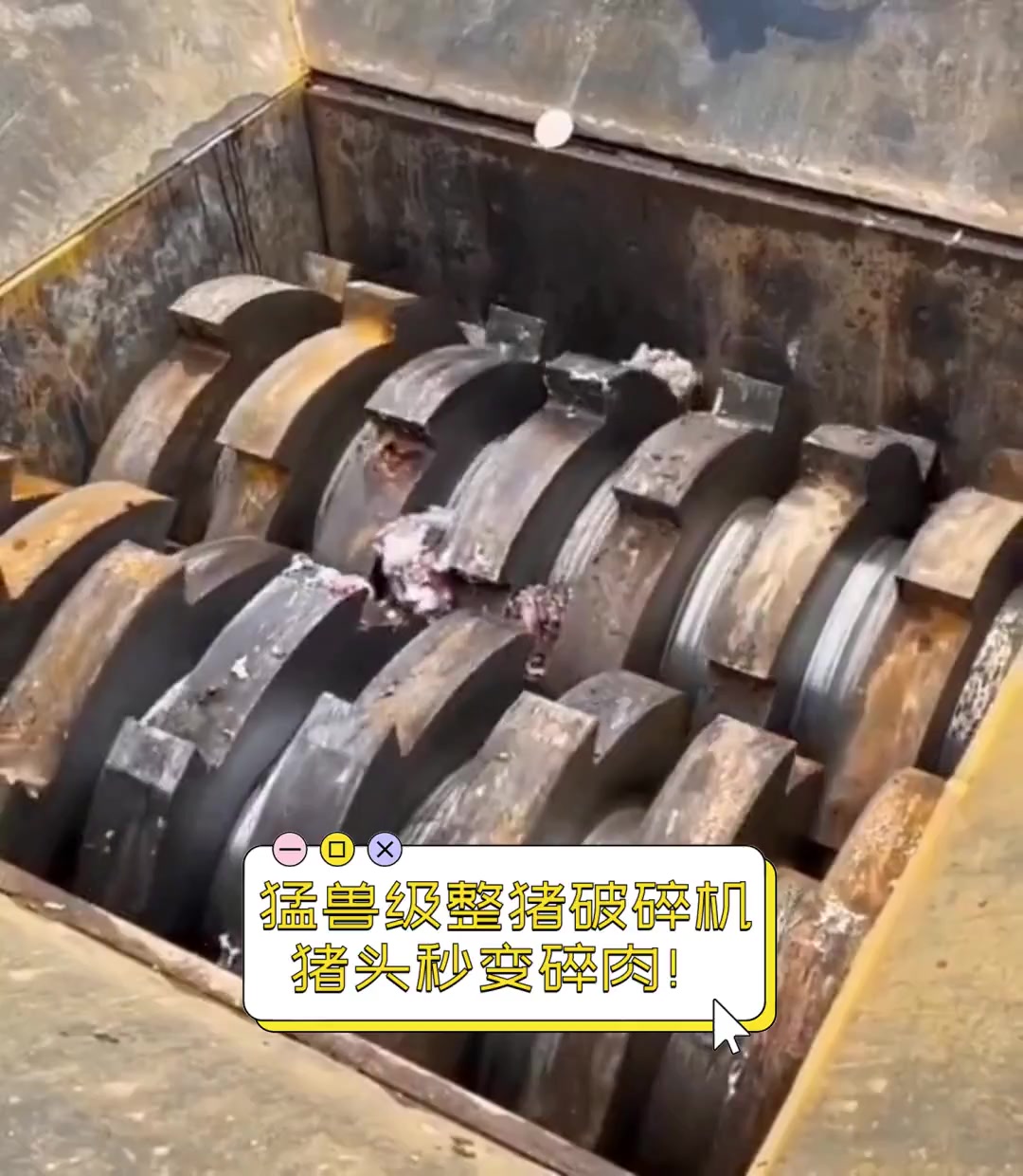 猛兽级整猪破碎机,猪头秒变碎肉!