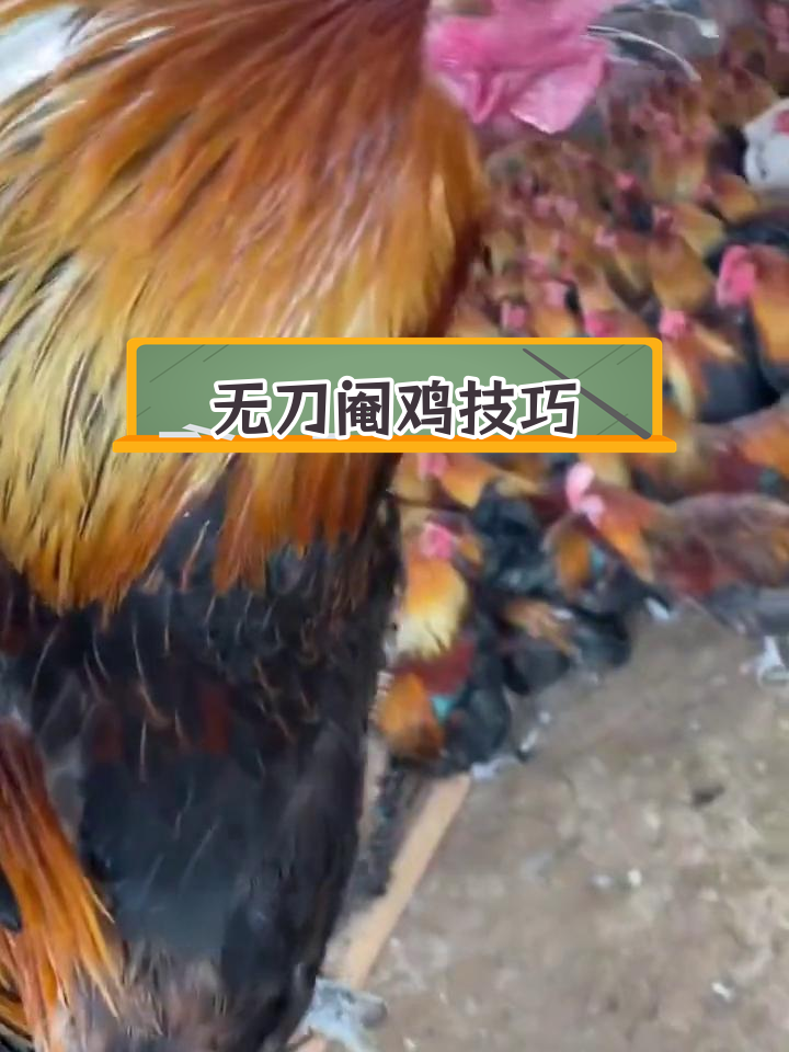 不用刀也能阉鸡的三种方法,轻松学会