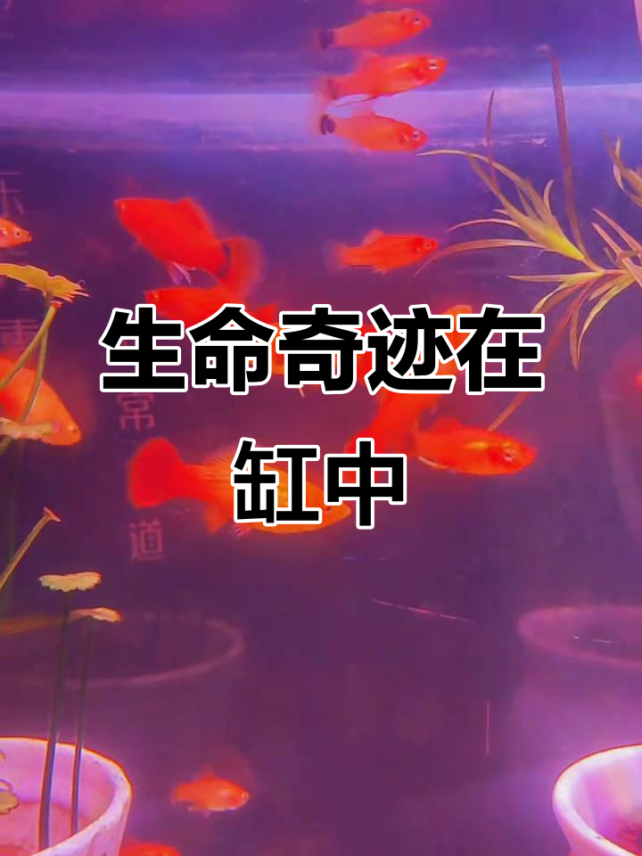 金牡丹鱼轻松繁殖,小鱼苗出生,活力满满!