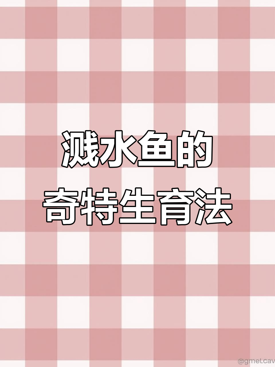 鱼霸跳跃产卵，竟不在水里！揭秘神奇生娃方式