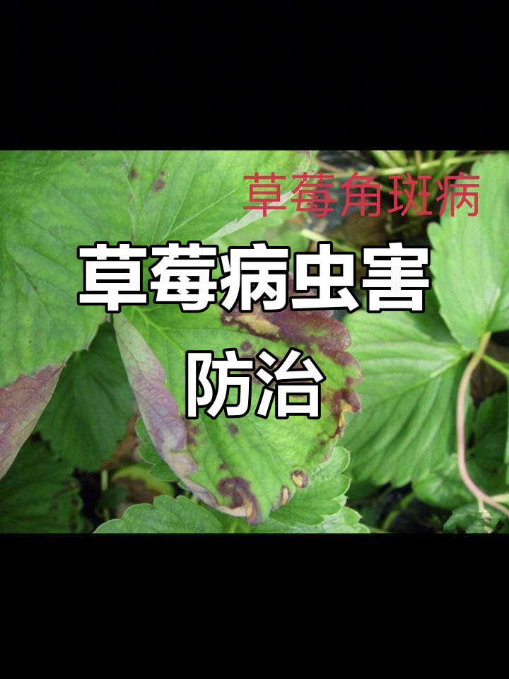 草莓常见病害全解析:细菌、真菌与虫害问题