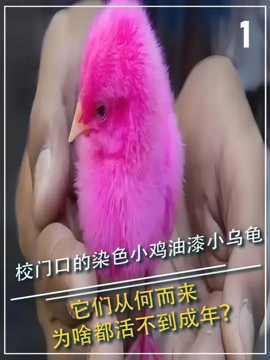 校门口的染色小鸡油漆小乌龟，它们从何而来，为啥都活不到成年？