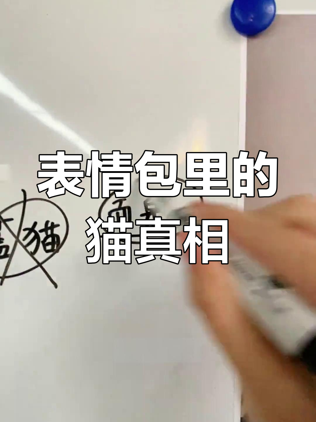你用的表情包猫咪原型竟然是这些品种,真让人意外!