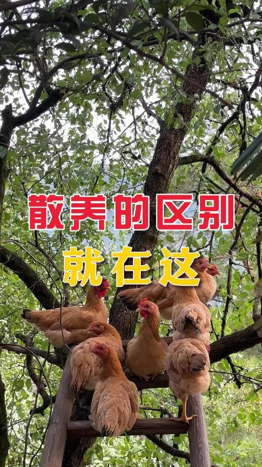 散养土鸡到底好在哪?