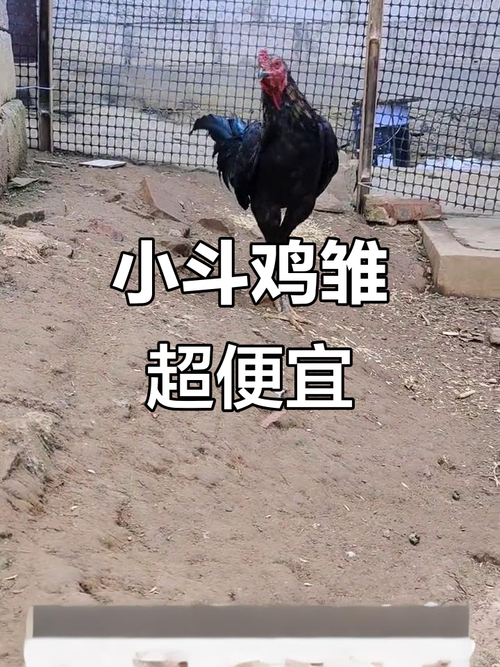 7个月斗鸡雏,叫声可爱,价格实惠